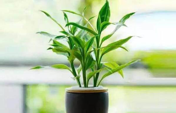 自动草稿